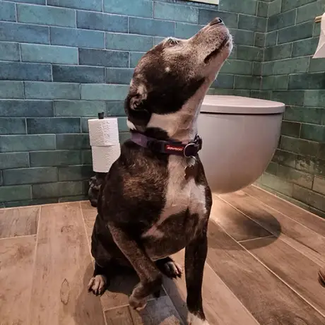Dog in bathroom featuring Dyroy Green