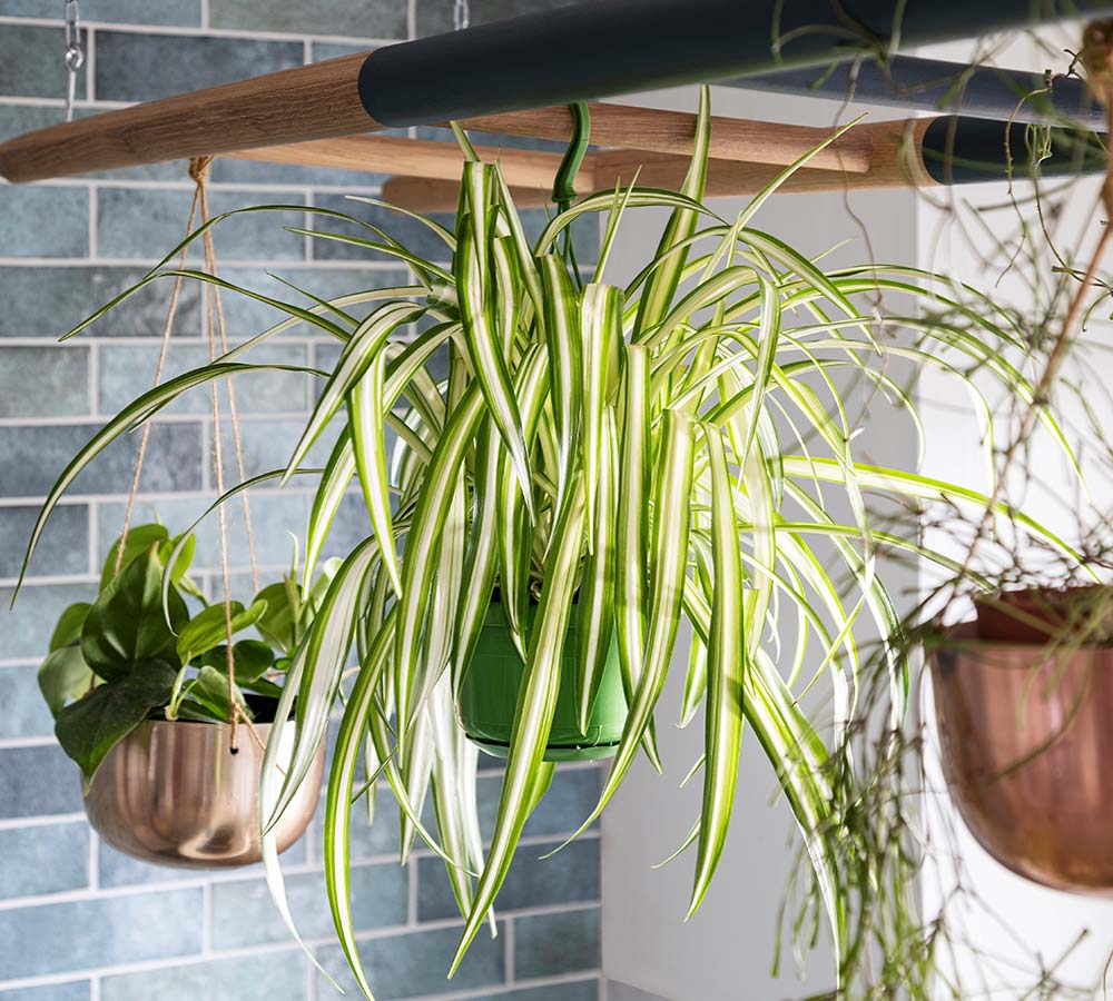 Plants in bathroom