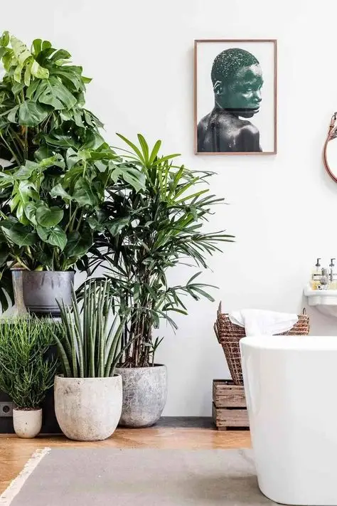 Plants in bathroom
