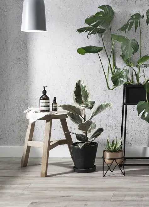 Plants in bathroom
